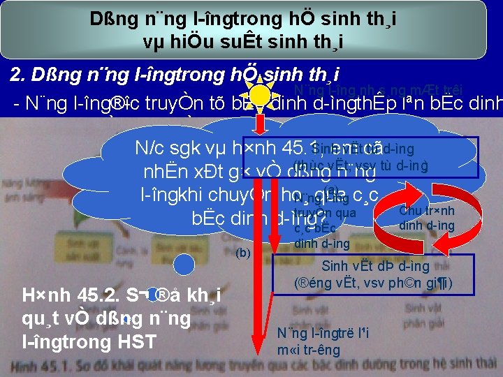 Dßng n¨ng l îngtrong hÖ sinh th¸i vµ hiÖu suÊt sinh th¸i 2. Dßng