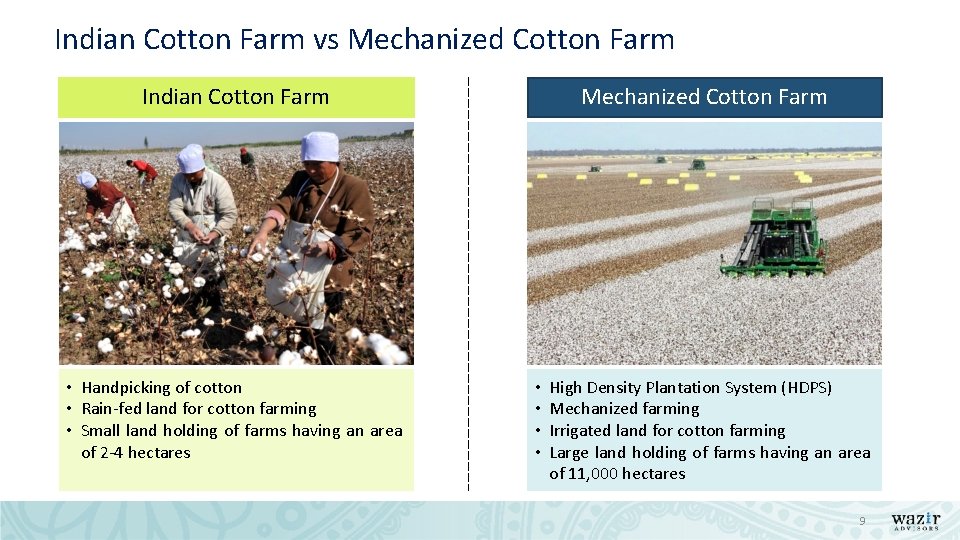 Indian Cotton Farm vs Mechanized Cotton Farm Indian Cotton Farm • Handpicking of cotton