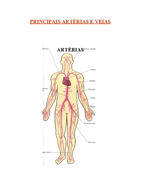 PRINCIPAIS ARTÉRIAS E VEIAS ARTÉRIAS 