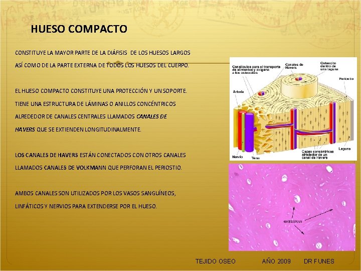 HUESO COMPACTO CONSTITUYE LA MAYOR PARTE DE LA DIÁFISIS DE LOS HUESOS LARGOS ASÍ