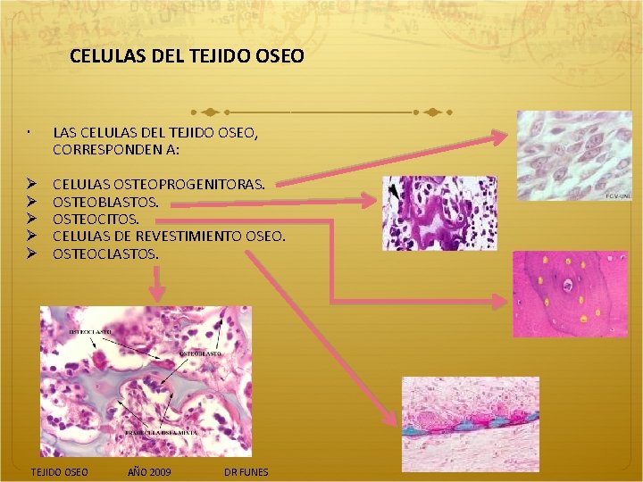 CELULAS DEL TEJIDO OSEO LAS CELULAS DEL TEJIDO OSEO, CORRESPONDEN A: Ø Ø Ø