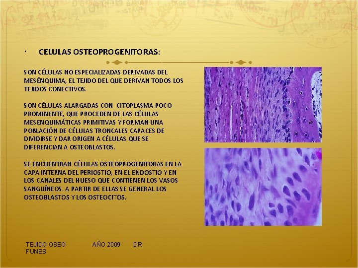  CELULAS OSTEOPROGENITORAS: SON CÉLULAS NO ESPECIALIZADAS DERIVADAS DEL MESÉNQUIMA, EL TEJIDO DEL QUE