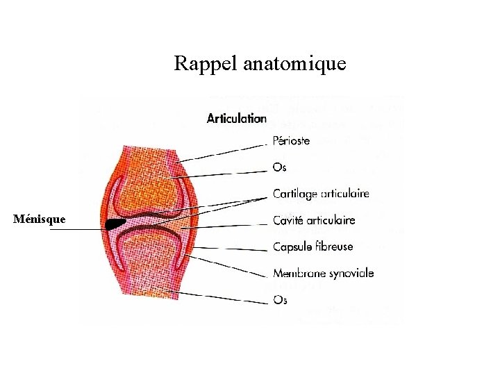 Rappel anatomique Ménisque 