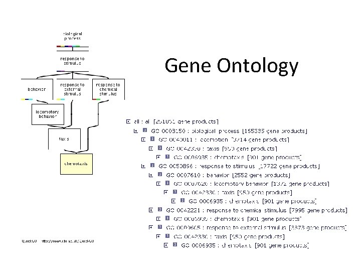 Gene Ontology 