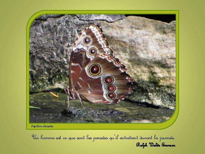 Papillon chouette Un homme est ce que sont les pensées qu’il entretient durant la