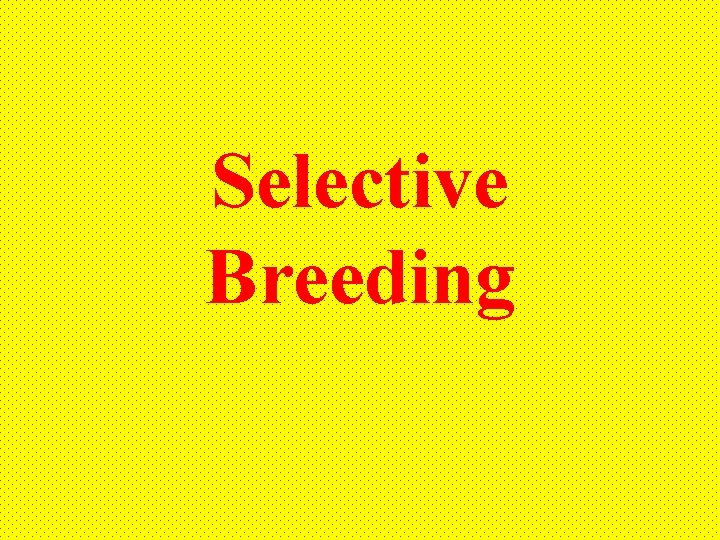 Selective Breeding 