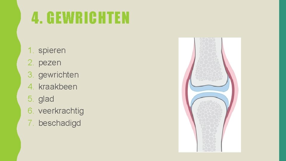 4. GEWRICHTEN 1. 2. 3. 4. 5. 6. 7. spieren pezen gewrichten kraakbeen glad