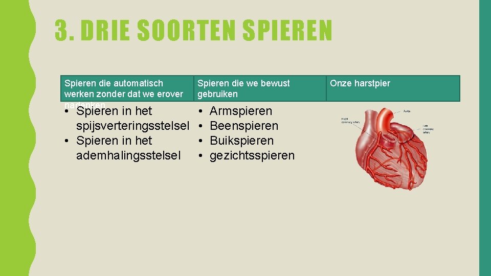 3. DRIE SOORTEN SPIEREN Spieren die automatisch werken zonder dat we erover nadenken •