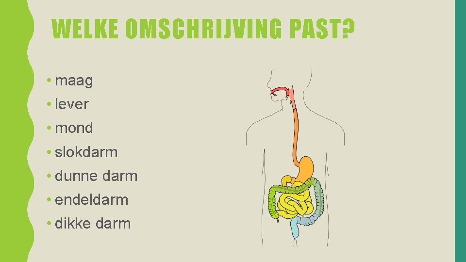 WELKE OMSCHRIJVING PAST? • maag • lever • mond • slokdarm • dunne darm