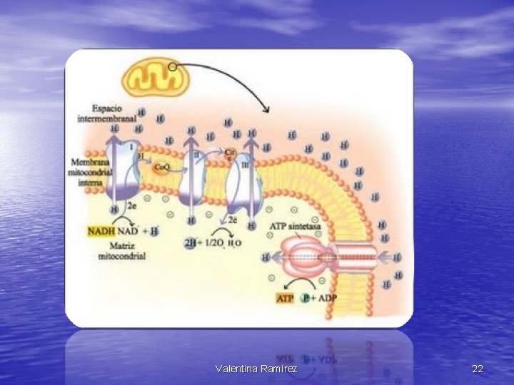 Valentina Ramírez 22 