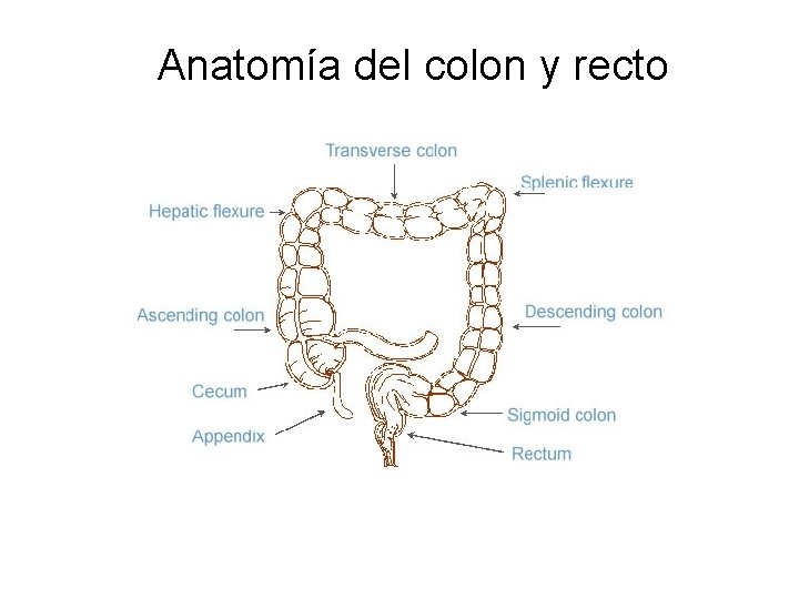 Anatomía del colon y recto 