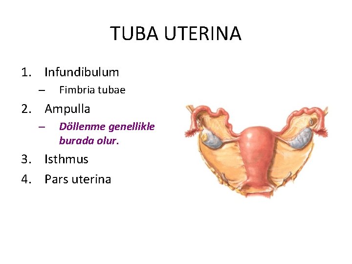 TUBA UTERINA 1. Infundibulum – Fimbria tubae 2. Ampulla – Döllenme genellikle burada olur.