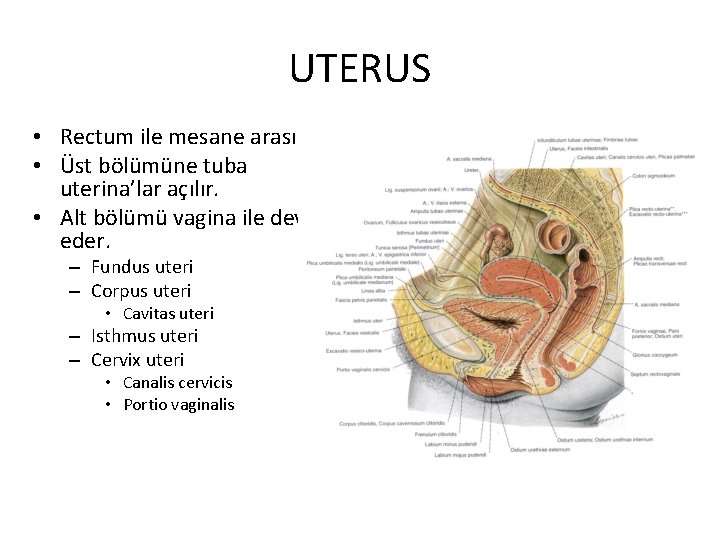 UTERUS • Rectum ile mesane arasında • Üst bölümüne tuba uterina’lar açılır. • Alt UTERUS • Rectum ile mesane arasında • Üst bölümüne tuba uterina’lar açılır. • Alt