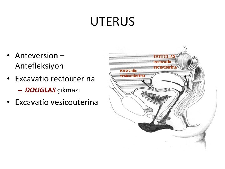 UTERUS • Anteversion – Antefleksiyon • Excavatio rectouterina – DOUGLAS çıkmazı • Excavatio vesicouterina