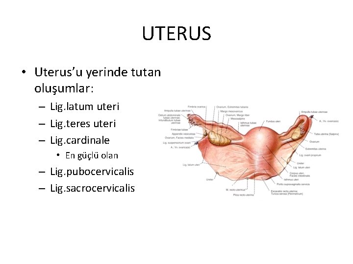 UTERUS • Uterus’u yerinde tutan oluşumlar: – Lig. latum uteri – Lig. teres uteri