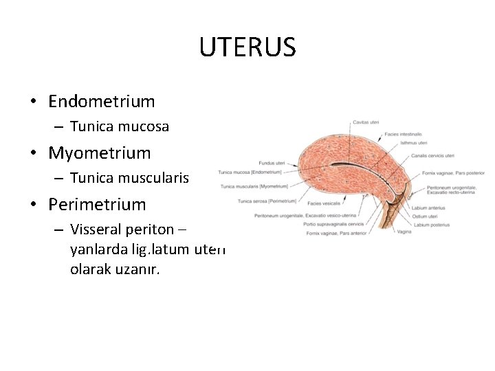 UTERUS • Endometrium – Tunica mucosa • Myometrium – Tunica muscularis • Perimetrium –