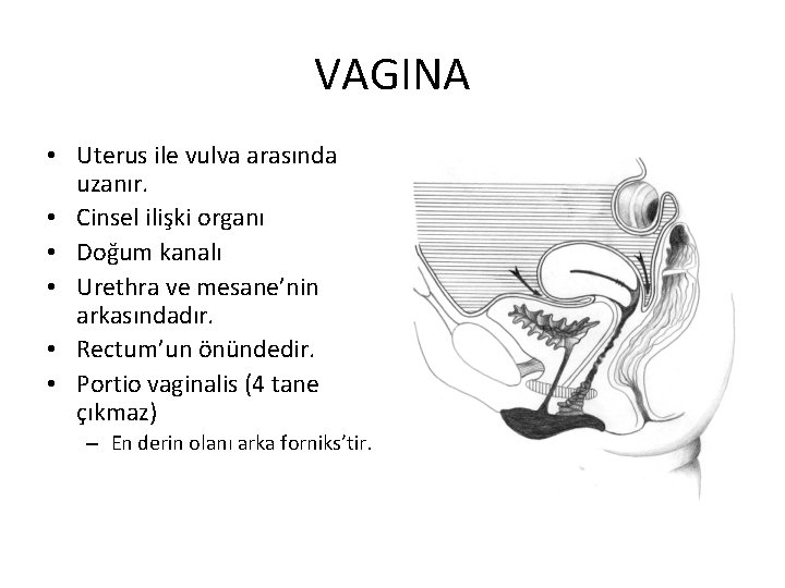 VAGINA • Uterus ile vulva arasında uzanır. • Cinsel ilişki organı • Doğum kanalı