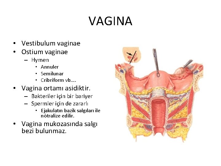 VAGINA • Vestibulum vaginae • Ostium vaginae – Hymen • Annuler • Semilunar •