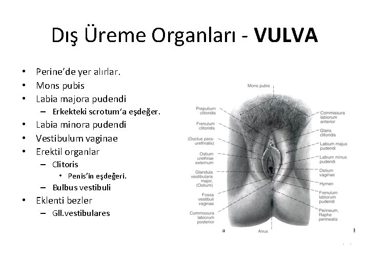 Dış Üreme Organları - VULVA • Perine’de yer alırlar. • Mons pubis • Labia
