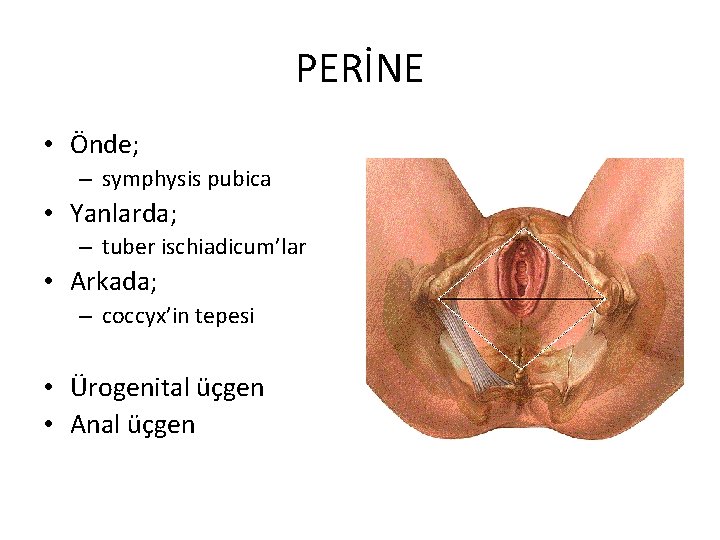 PERİNE • Önde; – symphysis pubica • Yanlarda; – tuber ischiadicum’lar • Arkada; –