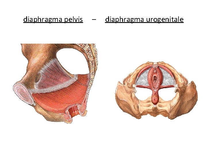 diaphragma pelvis – diaphragma urogenitale 
