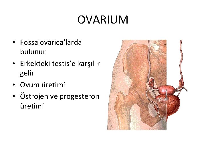 OVARIUM • Fossa ovarica’larda bulunur • Erkekteki testis’e karşılık gelir • Ovum üretimi •