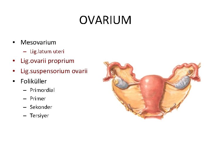 OVARIUM • Mesovarium – Lig. latum uteri • Lig. ovarii proprium • Lig. suspensorium
