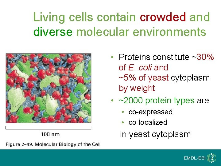 Living cells contain crowded and diverse molecular environments • Proteins constitute ~30% of E.