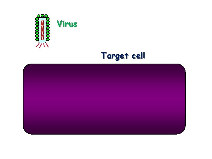 Virus Target cell 