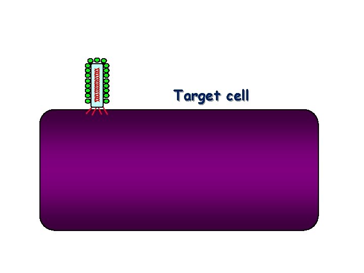 Target cell 