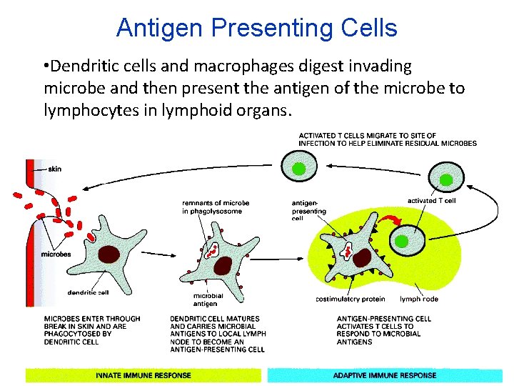 Antigen Presenting Cells • Dendritic cells and macrophages digest invading microbe and then present