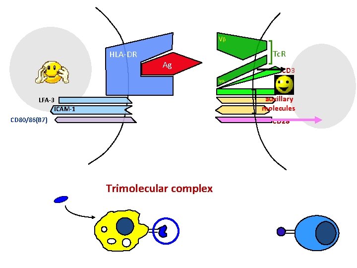 Vb HLA-DR Tc. R Ag CD 3 Va CD 4 auxillary CD 2 molecules