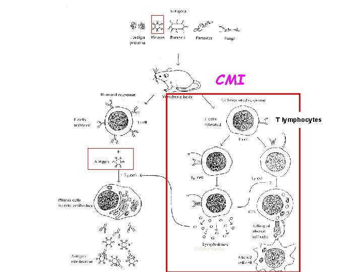 CMI T lymphocytes Other cells 