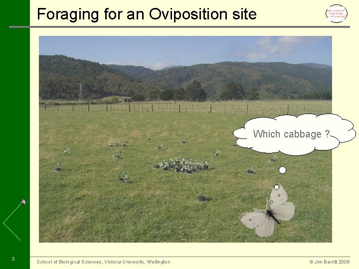 Foraging for an Oviposition site Which cabbage ? 3 School of Biological Sciences, Victoria