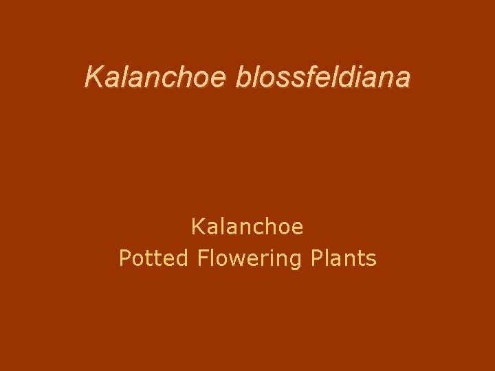 Kalanchoe blossfeldiana Kalanchoe Potted Flowering Plants 