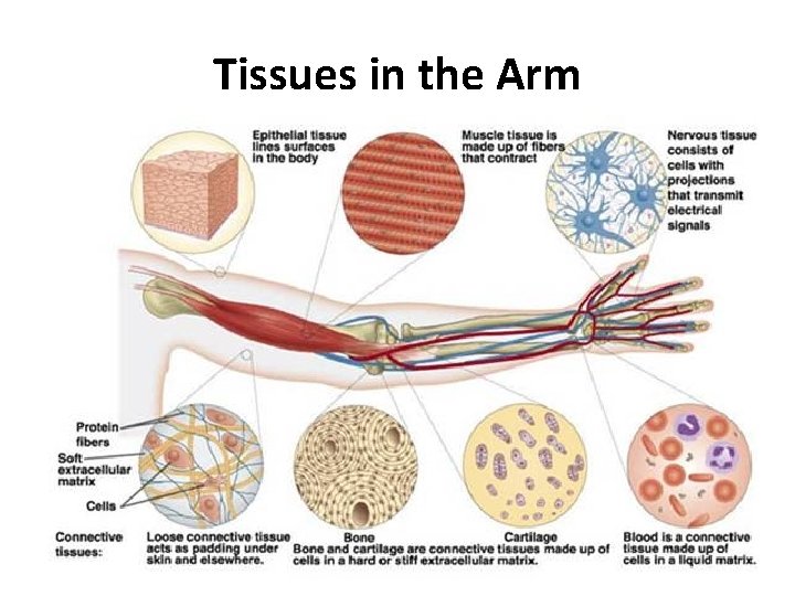 Tissue Rearrangement Arm Cell Specialization SNC 2 D 1 Cells Tissues