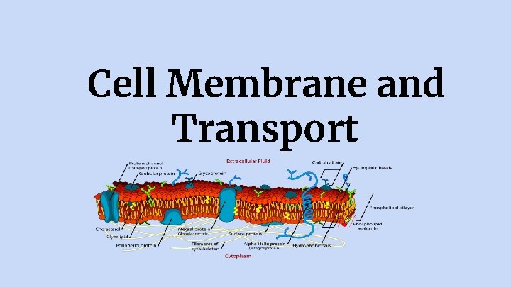 Cell Membrane and Transport 