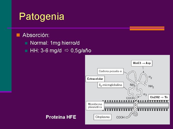 Patogenia n Absorción: n Normal: 1 mg hierro/d n HH: 3 -6 mg/d 0,