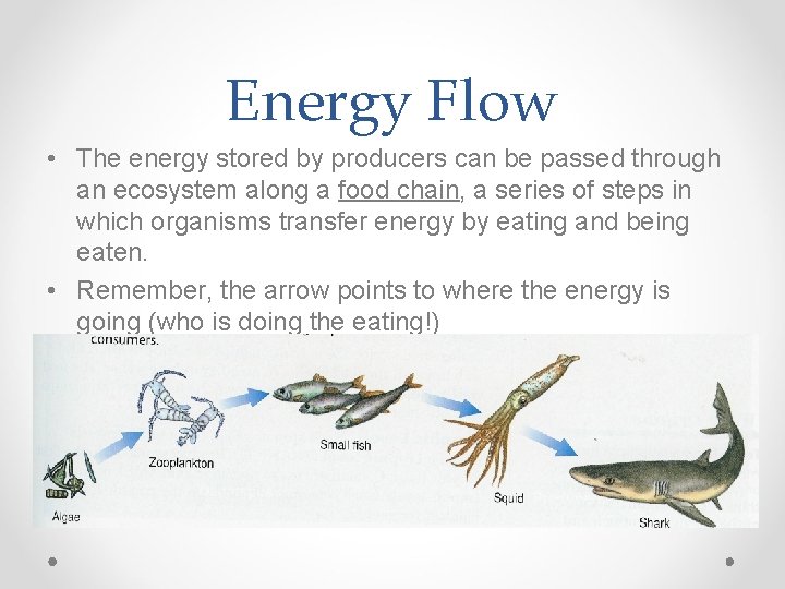 Energy Flow • The energy stored by producers can be passed through an ecosystem