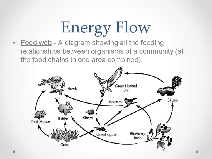 Energy Flow • Food web - A diagram showing all the feeding relationships between