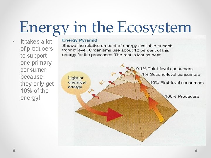 Energy in the Ecosystem • It takes a lot of producers to support one Energy in the Ecosystem • It takes a lot of producers to support one