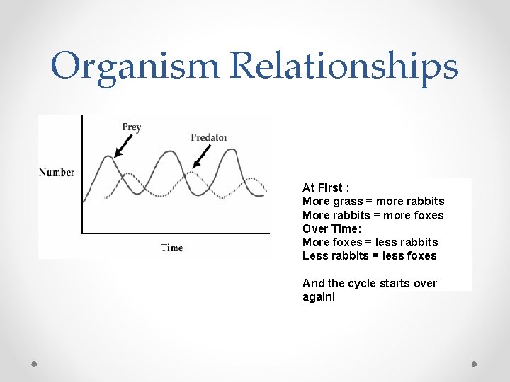 Organism Relationships At First : More grass = more rabbits More rabbits = more