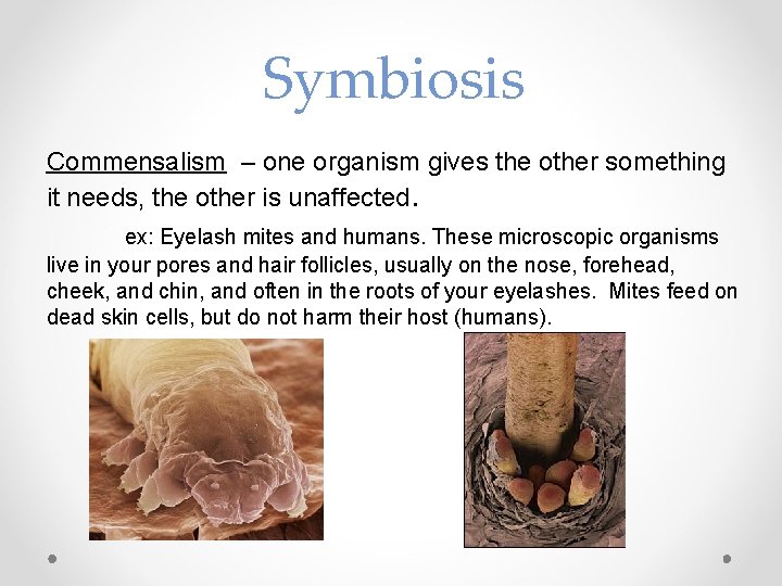 Symbiosis Commensalism – one organism gives the other something it needs, the other is