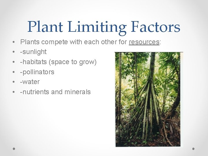 Plant Limiting Factors • • • Plants compete with each other for resources: -sunlight