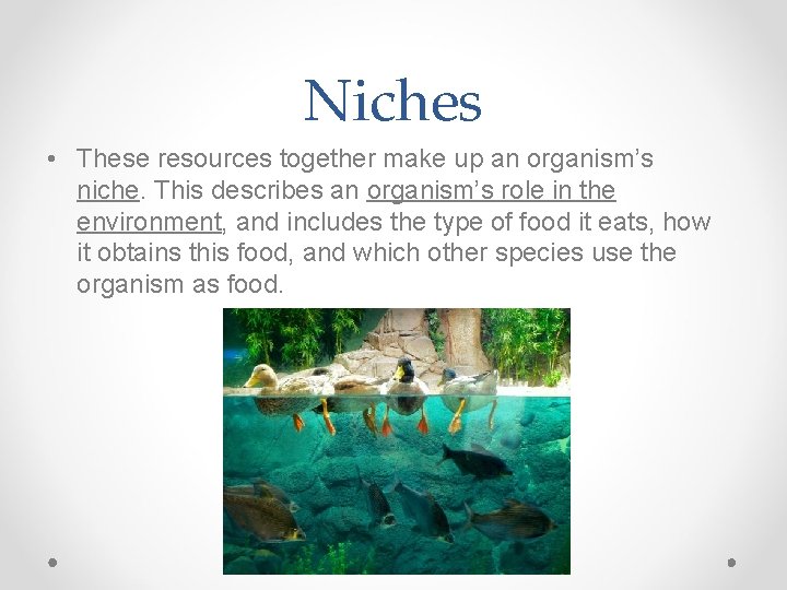 Niches • These resources together make up an organism’s niche. This describes an organism’s