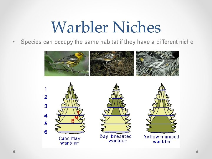 Warbler Niches • Species can occupy the same habitat if they have a different