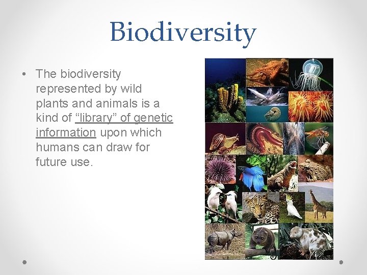 Biodiversity • The biodiversity represented by wild plants and animals is a kind of