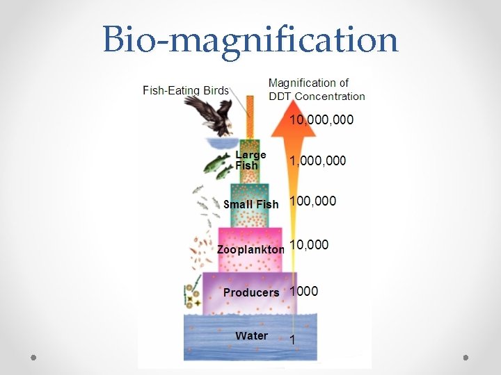 Bio-magnification 