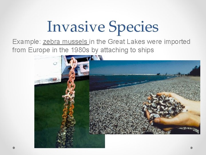 Invasive Species Example: zebra mussels in the Great Lakes were imported from Europe in