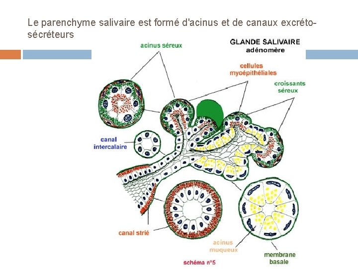 Le parenchyme salivaire est formé d'acinus et de canaux excrétosécréteurs 